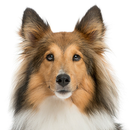 シェットランド・シープドッグ