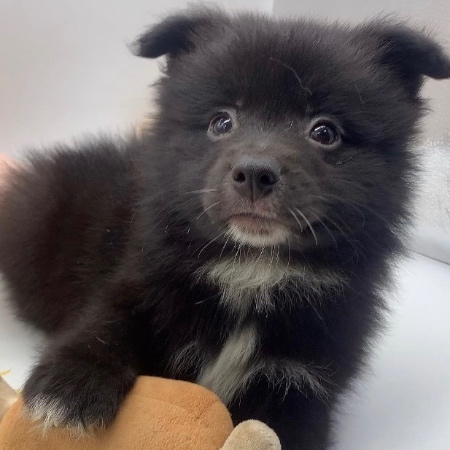 オーダー受付　ポメラニアン　ご予約ページ　5/17 ポメラニアン【千葉県・女の子・2025年9月2日・ブラック