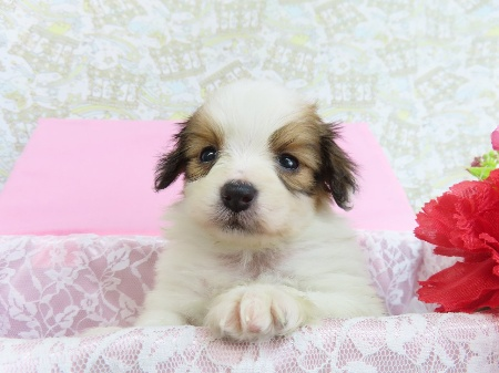 パピヨン様 231226 ルイちゃん パピヨン - 【公式】ぬいぐるみのオーダーメイド