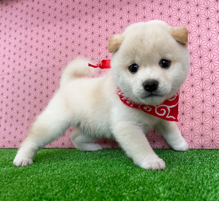 柴犬(小柴・豆柴も含む) - 神奈川県 女の子 2024/03/17 ホワイト