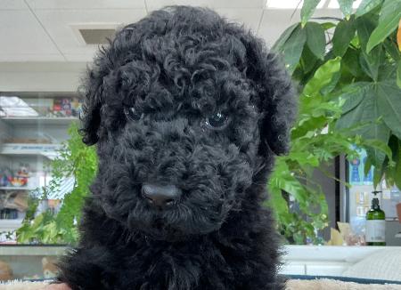 スタンダード・プードルの子犬を探す｜ブリーダー直販・子犬販売