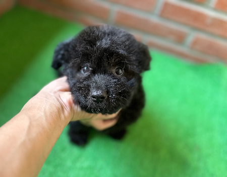 チワプー(チワワ×トイ・プードルのミックス犬)プーチー チワプー(チワワ×トイ・プードルのミックス犬)プーチー