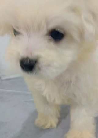 マルプー - 宮崎県 女の子 2025/07/15 ホワイト系(白色) PY000005405 マルプー - 宮崎県 女の子 2025/07/15 ホワイト系(白色) PY000005405